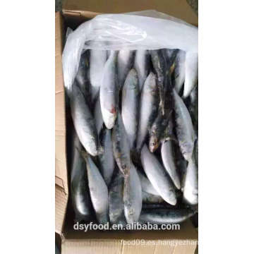 IQF congelado mariscos sardina Frish para la venta